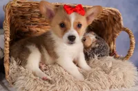  Conner🐶, a male Pembroke Welsh Corgi for sale in Fresno, OH – 4 of 8