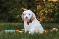  Irving 🐾 , a male Cavapoo for sale in Fresno, OH – 3 of 6