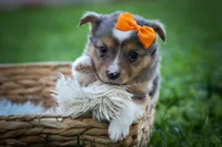Gracie Lou🎀, a female Miniature Aussiedoodle for sale in Fresno, OH – 2 of 10