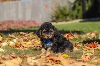 Rambo🐾, a male Poodle - Miniature  for sale in Fresno, OH – 3 of 7