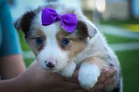 Gloria💗, a female Miniature Aussiedoodle for sale in Fresno, OH – 9 of 10