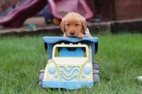 Ezekiel 🐶, a male Golden Retriever for sale in Fresno, OH – 2 of 8