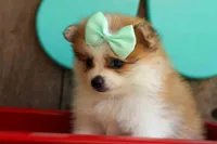Frankie 🐶, a male Pomeranian for sale in Fresno, OH – 2 of 9