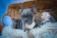 Poppy🎀, a female Frenchton for sale in Fresno, OH – 8 of 9