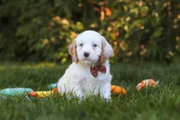  Irving 🐾 , a male Cavapoo for sale in Fresno, OH – 2 of 6