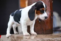 Dolly💗, a male Beagle for sale in Fresno, OH – 6 of 10