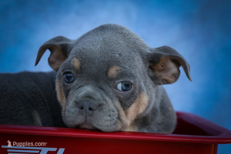Pippa✨ – Frenchton puppy for sale in Fresno, OH