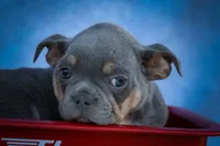 Pippa✨, a female Frenchton for sale in Fresno, OH – 1 of 10