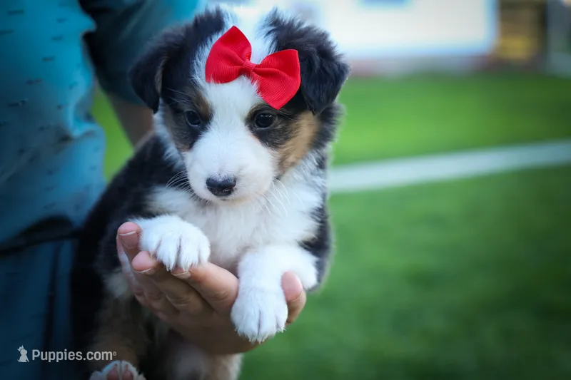 Goose🐶 – Miniature Aussiedoodle puppy for sale in Fresno, OH