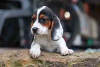 Dolly💗, a male Beagle for sale in Fresno, OH – 10 of 10
