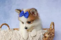 Evan🐶, a male Pomeranian for sale in Fresno, OH – 8 of 10