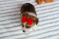 Arlo💙, a male Pembroke Welsh Corgi for sale in Fresno, OH – 4 of 9