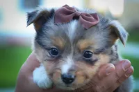 Garret✨, a male Miniature Aussiedoodle for sale in Fresno, OH – 3 of 9
