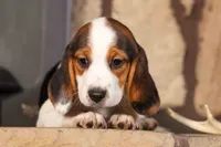 Dottie🎀, a male Beagle for sale in Fresno, OH – 8 of 10