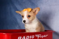  Carter🐶, a male Pembroke Welsh Corgi for sale in Fresno, OH – 5 of 9