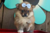 Flossie, a female Pomeranian for sale in Fresno, OH – 7 of 10