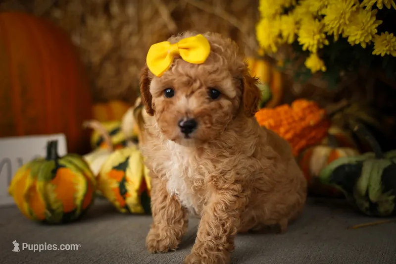 Jimbo🦴   – Poodle - Miniature  puppy for sale in Fresno, OH