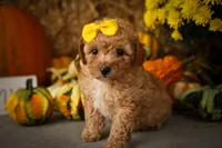 Jimbo🦴  , a male Poodle - Miniature  for sale in Fresno, OH – 1 of 10