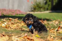 Rambo🐾, a male Poodle - Miniature  for sale in Fresno, OH – 2 of 7