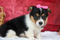 Annabelle🎀, a female Pembroke Welsh Corgi for sale in Fresno, OH – 5 of 9