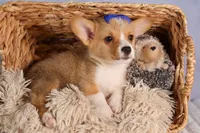  Charlie🐾, a male Pembroke Welsh Corgi for sale in Fresno, OH – 5 of 9