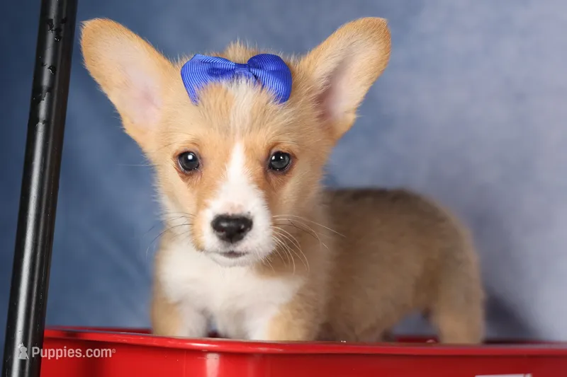  Charlie🐾 – Pembroke Welsh Corgi puppy for sale in Fresno, OH