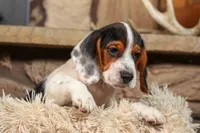 Dustin🐶, a male Beagle for sale in Fresno, OH – 6 of 9
