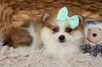 Frankie 🐶, a male Pomeranian for sale in Fresno, OH – 7 of 9