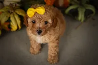Jimbo🦴  , a male Poodle - Miniature  for sale in Fresno, OH – 8 of 10