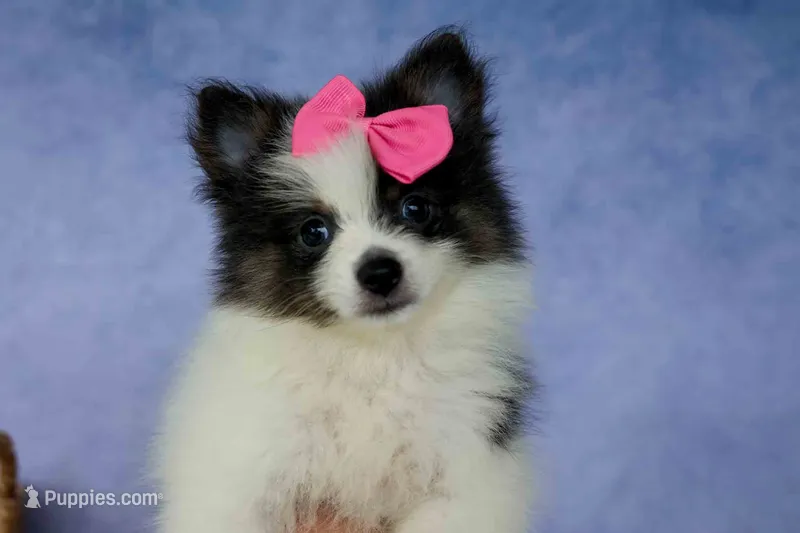 Estella🎀 – Pomeranian puppy for sale in Fresno, OH