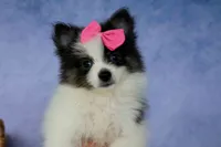 Estella🎀, a female Pomeranian for sale in Fresno, OH – 1 of 9
