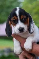 Dolly💗, a male Beagle for sale in Fresno, OH – 2 of 10