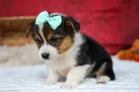  Amara💕, a female Pembroke Welsh Corgi for sale in Fresno, OH – 3 of 10