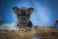 Peaches 🍑 — A Charming F2 Frenchton Puppy!, a female Frenchton for sale in Fresno, OH – 8 of 10