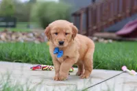 Eclipse, a male Golden Retriever for sale in Fresno, OH – 7 of 9
