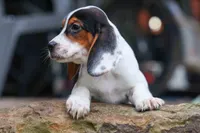 Dolly💗, a male Beagle for sale in Fresno, OH – 5 of 10