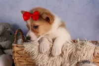  Conner🐶, a male Pembroke Welsh Corgi for sale in Fresno, OH – 2 of 8
