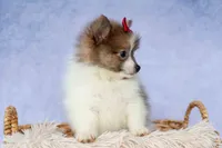 Everest🐾, a male Pomeranian for sale in Fresno, OH – 5 of 9