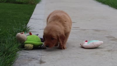 Ezekiel 🐶, a male Golden Retriever for sale in Fresno, OH – 8 of 8