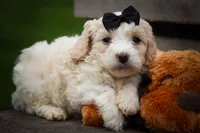 Houston🐶, a female Cavachon for sale in Fresno, OH – 2 of 10