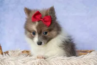 Everest🐾, a male Pomeranian for sale in Fresno, OH – 4 of 9