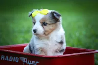 Gabby🎀, a female Miniature Aussiedoodle for sale in Fresno, OH – 7 of 10
