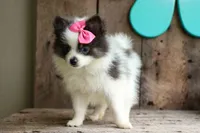 Estella🎀, a female Pomeranian for sale in Fresno, OH – 8 of 9