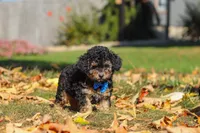 Rambo🐾, a male Poodle - Miniature  for sale in Fresno, OH – 4 of 7