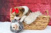 Arlo💙, a male Pembroke Welsh Corgi for sale in Fresno, OH – 8 of 9