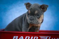 Peaches 🍑 — A Charming F2 Frenchton Puppy!, a female Frenchton for sale in Fresno, OH – 3 of 10