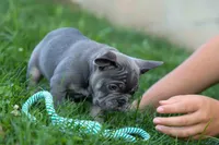  Mickey🐾, a male French Bulldog for sale in Fresno, OH – 9 of 9