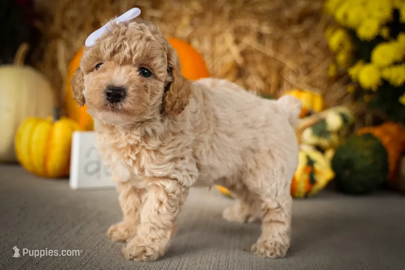 Jenson🐶 – Poodle - Miniature  puppy for sale in Fresno, OH