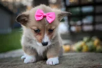 Shelby 💗, a female Pembroke Welsh Corgi for sale in Fresno, OH – 7 of 10