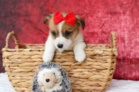Arlo💙, a male Pembroke Welsh Corgi for sale in Fresno, OH – 6 of 9